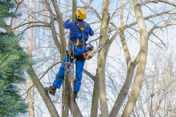 Professional Tree Services in Palmyra, PA