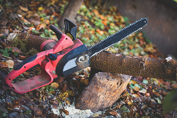 How Our Tree Care Process Works  in  Palmyra, PA